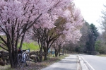 標高1,000mの桜とロードバイク