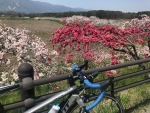 花桃とDEFY 1