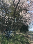 標高1100mの桜