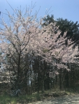 標高1100mの桜