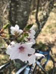 標高1100mの桜